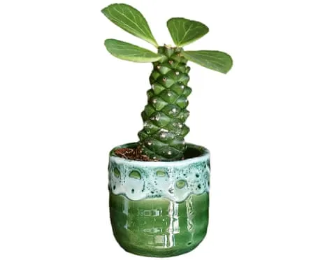 Will This Euphorbia Once Again Grow Leaves Back?